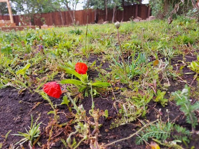 Wild Poppies Flowering in the Turf