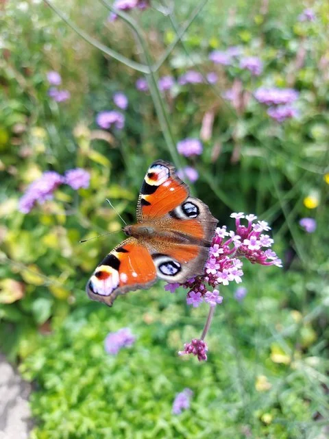 How to Select the Right Plants for a Butterfly Friendly Garden