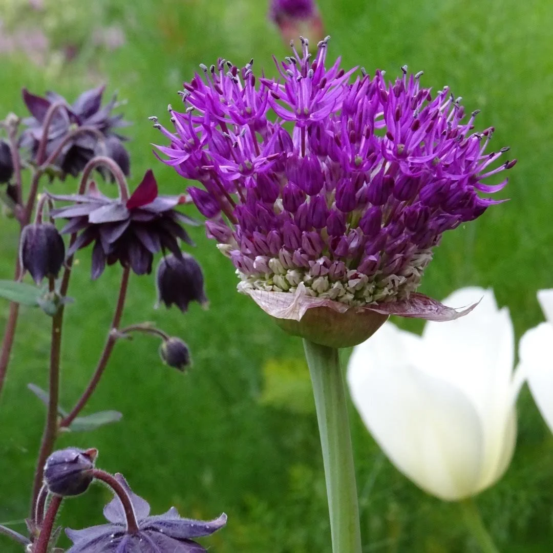 My Favourite Plants for Spring Colour