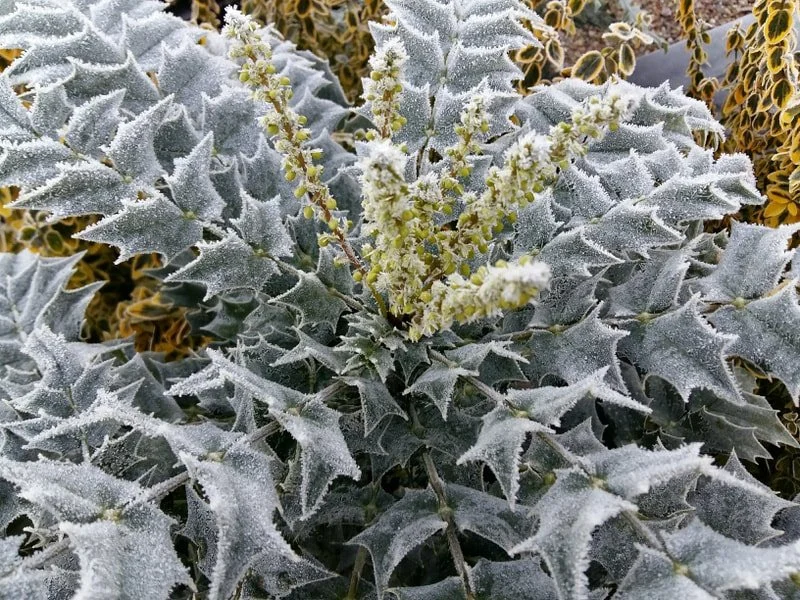 My Favourite Frosted Foliage Plants