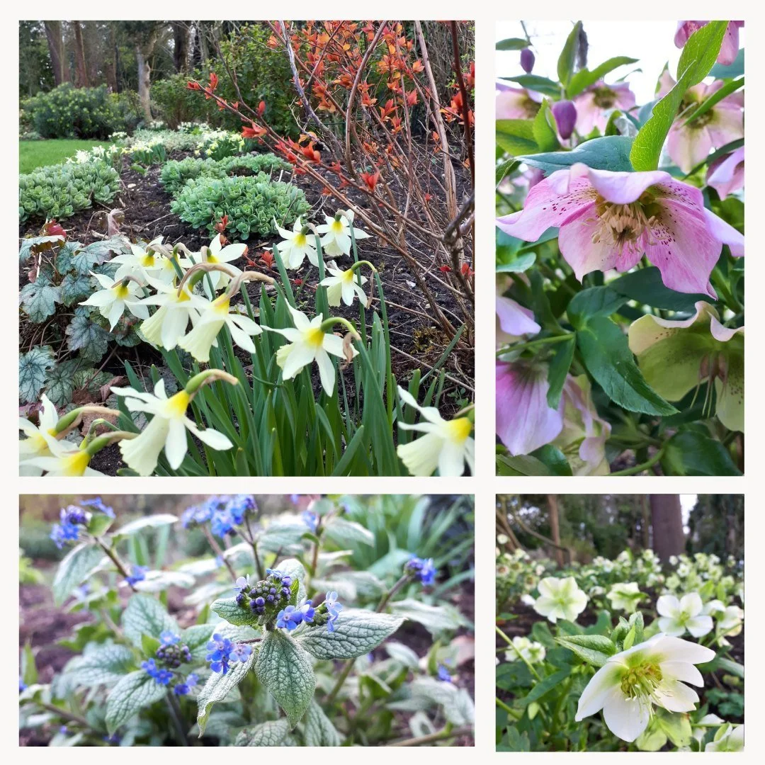 Spring Planting Inspiration - here are some images from a garden we started to transformed back in 2017. This large border needed a full clear through and replanting, with a range of plants to provide year-round colour and interest, starting off with
