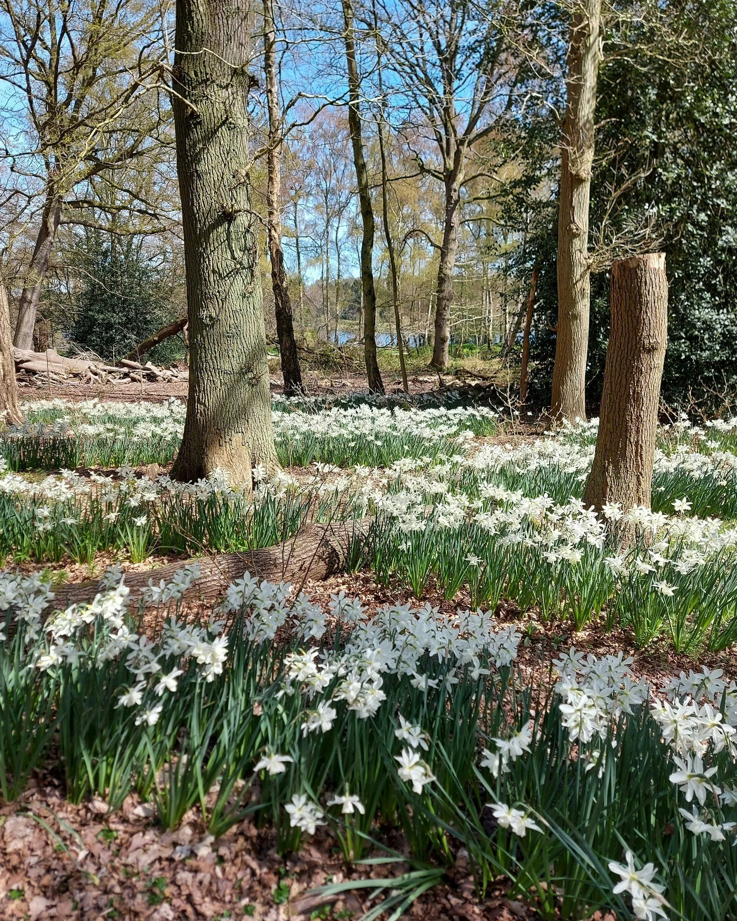 Dreaming of Springtime - when the sun warms your face and the daffodils put on a show... in this case a very elegant one at Trentham Gardens. I love the sweeping drifts through the woodland.