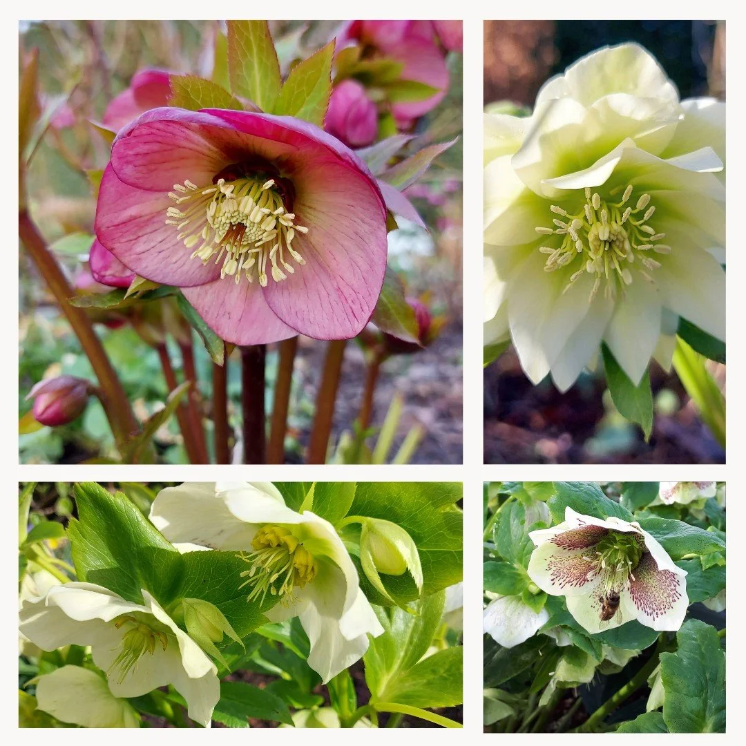 Here come the Hellebores! They really brighten up a February day. Suited to most locations, we use these in every garden project we work on. With evergreen foliage, beautiful blooms in shades of pink, white and burgundy, they really are a must have.