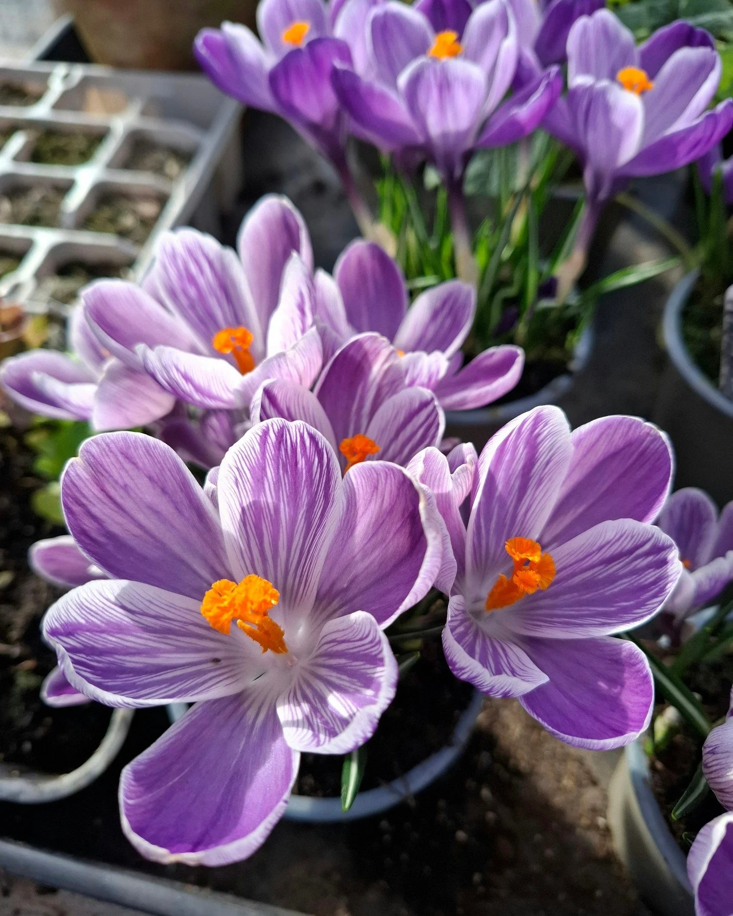 Could these Crocus be any more cheery? It's so good for the soul and the plants to final see some proper sunshine!