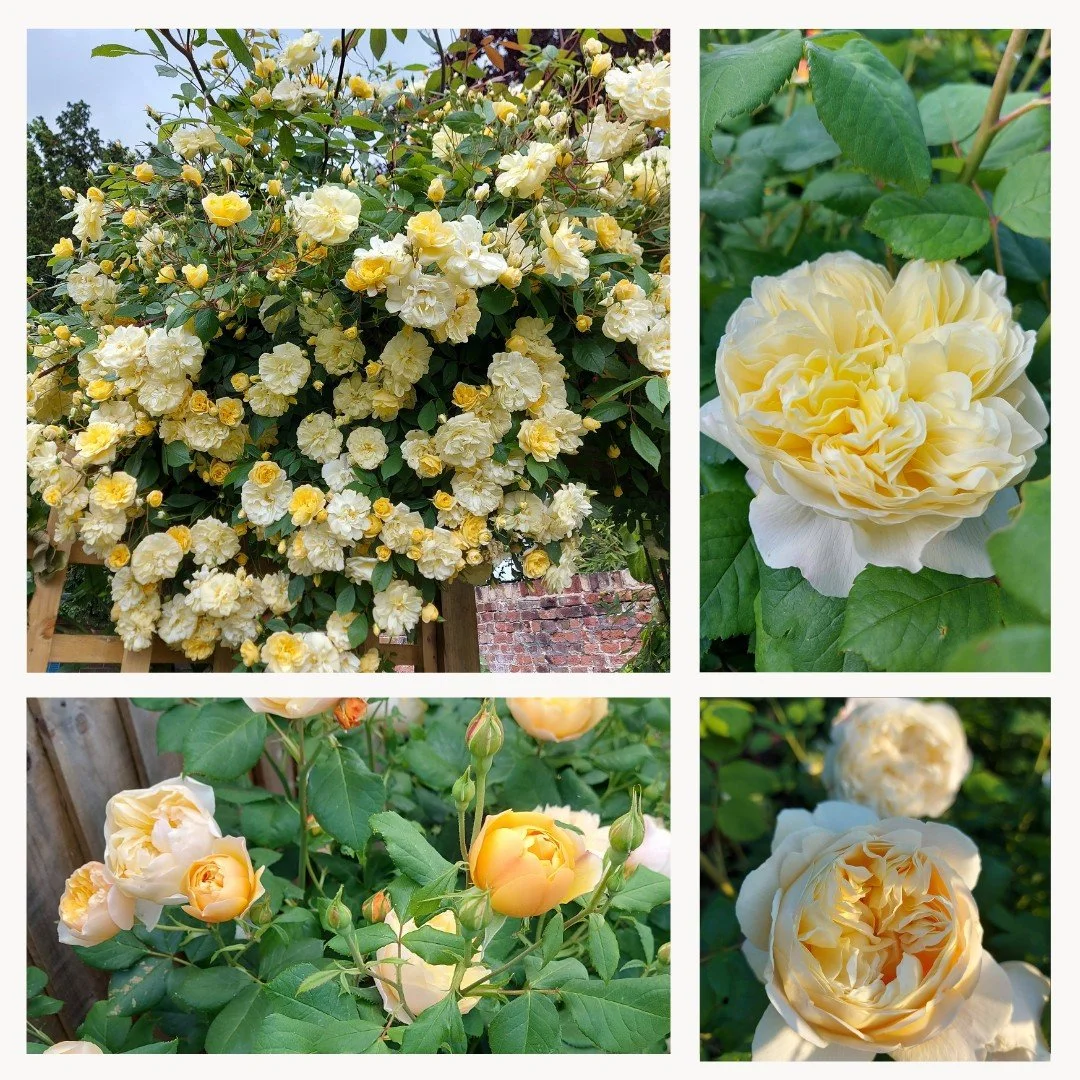 Some of our favourite soft yellow roses, which we like to use in Cottage Garden planting schemes. Here we have, Malvern Hills (rambler), Charles Darwin, Roald Dahl and Vanessa Bell. All from David Austin Roses.