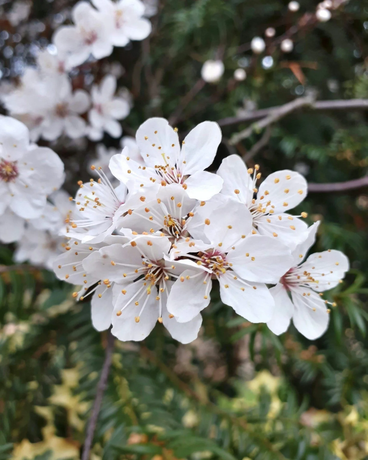 The first of the Cherry blossom from this Prunus cerasifera nigra in the church yard opposite our HQ. It's such a welcome sight and never fails to raise spirits.