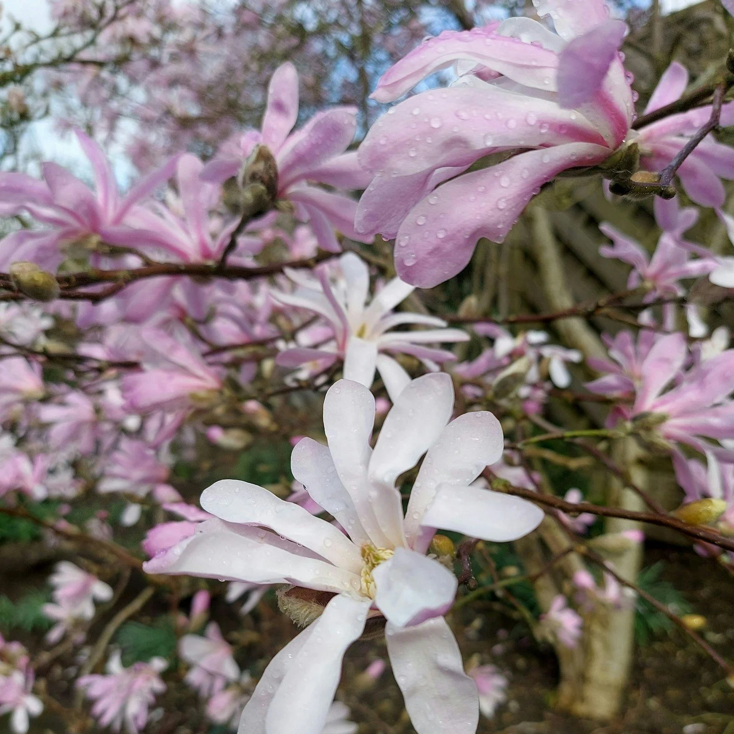 What a beautiful Magnolia stellata rosea in a clients garden, bringing life to the space before many plants have woken from their winter slumber.