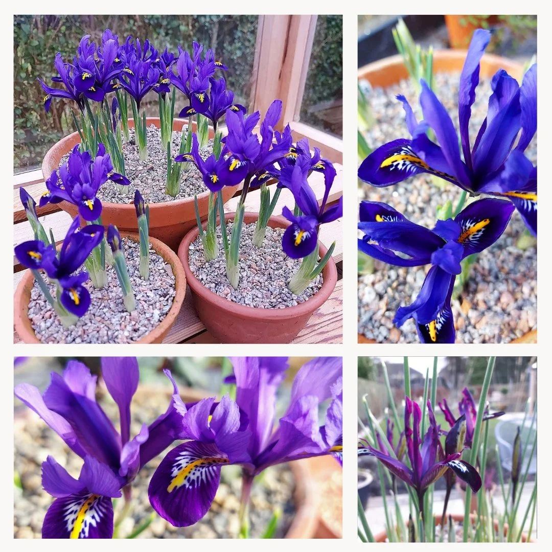 Iris reticulata can be tricky to grow, but when they do perform, wow they take your breath away with their beautiful painterly like patterns and bold pigments.