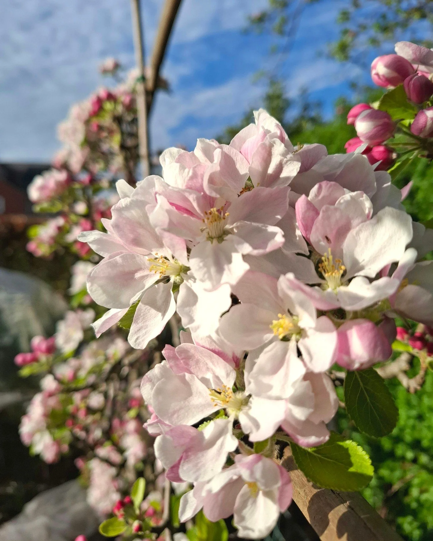 It's Apple Blossom Time! Move over cherries, it's the turn of the apples to fill our gardens with delicately scented flowers. We use Crab Apples in most of our design schemes, and we have 7 heritage varieties of eating and cooking apples in our garde