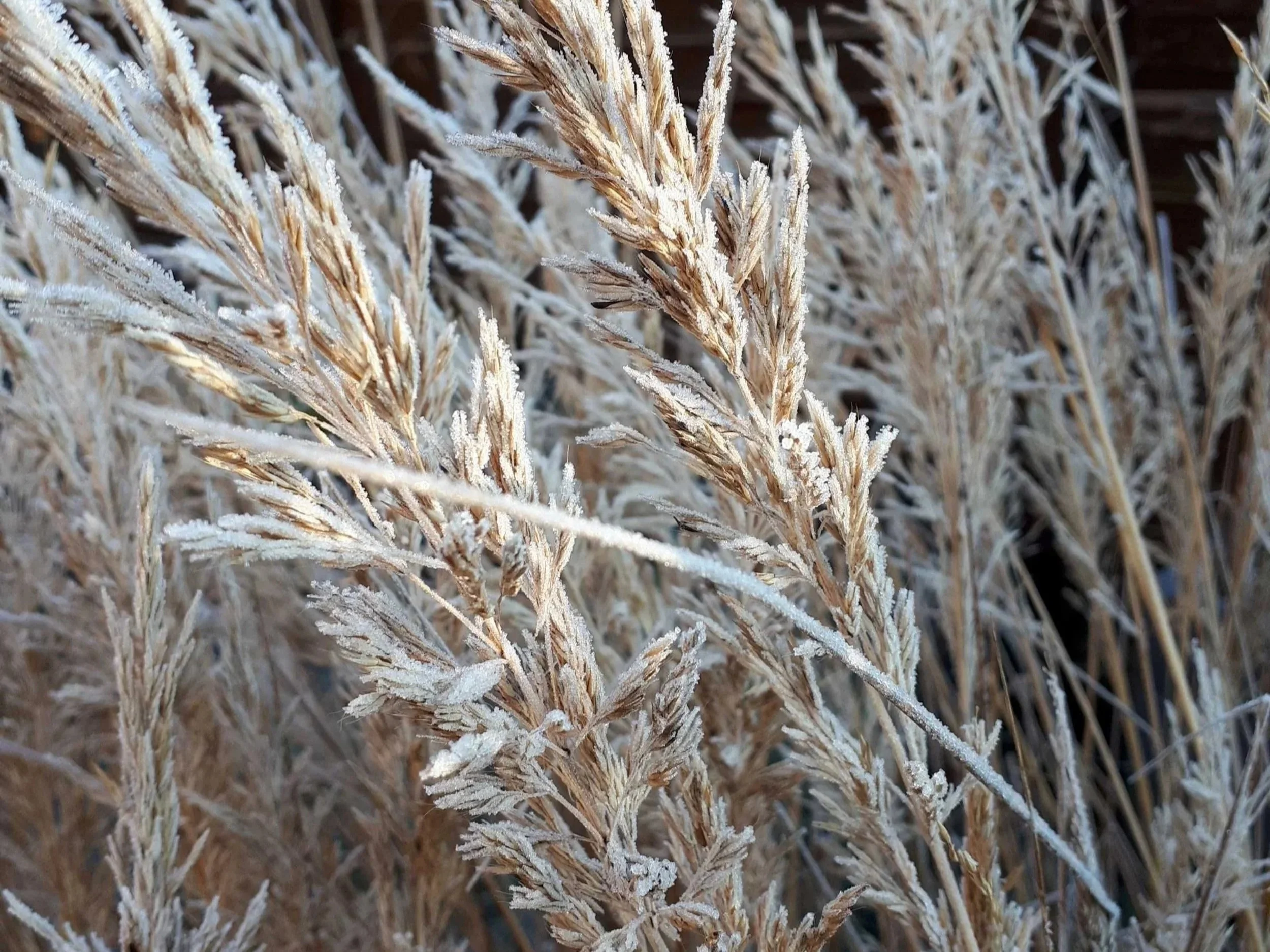 Calamagrostis Grass