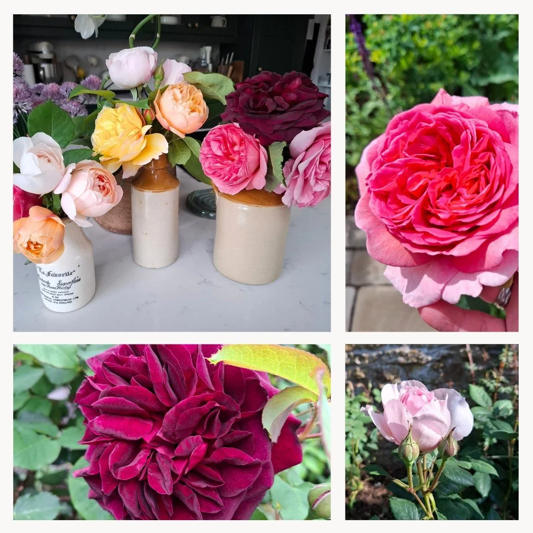 We think David Austin roses are hard to beat! A quick pick of the open blooms before the heavens open and just look at those colours and their fragrance is out of this world!