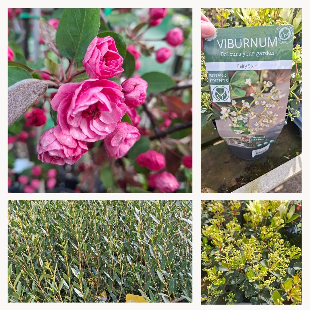 We discovered some great new plants on a Garden Centre and Nurseries tour last week, collecting plants for our upcoming planting projects. Viburnum Fairy Stars looks amazing, full of blooms and with small evergreen leaves.  We loved the look of Malus
