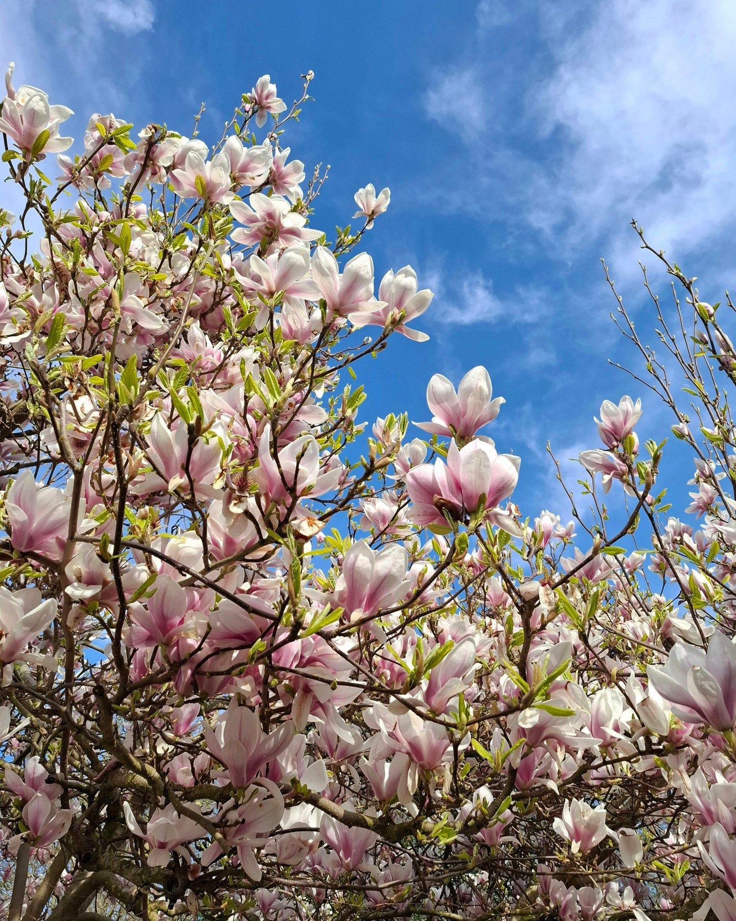 What could be better than sitting beneath this gorgeous Magnolia on a sunny day. The ideal spot for a moment of calm after an extremely busy few months designing and completing some of our garden projects.