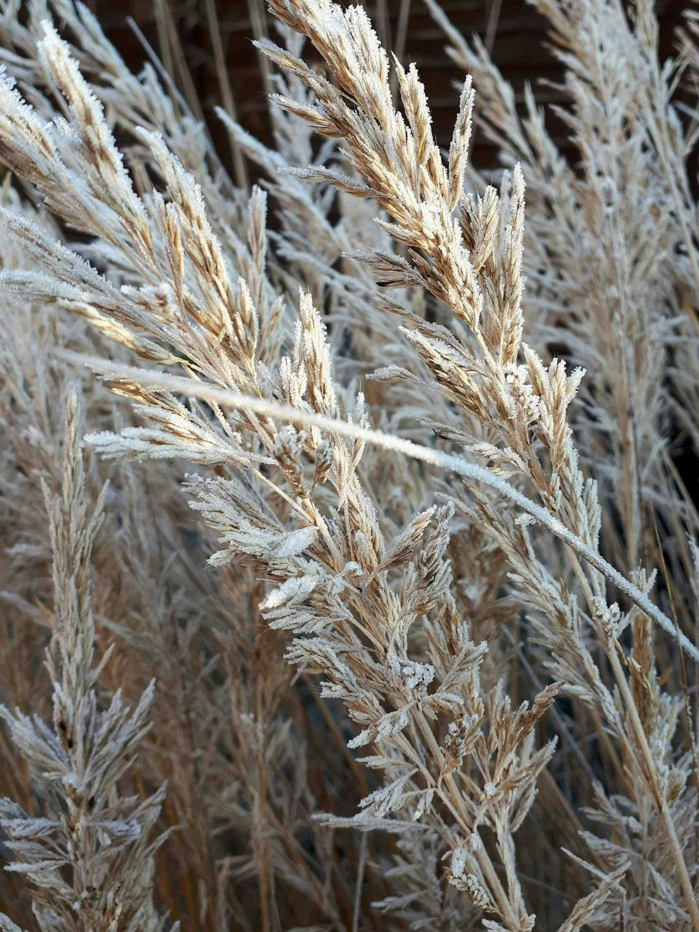 On our Advice Hub this month - some of our favourite frosted plants to to add seasonal interest to the garden at this time of year - Link in bio