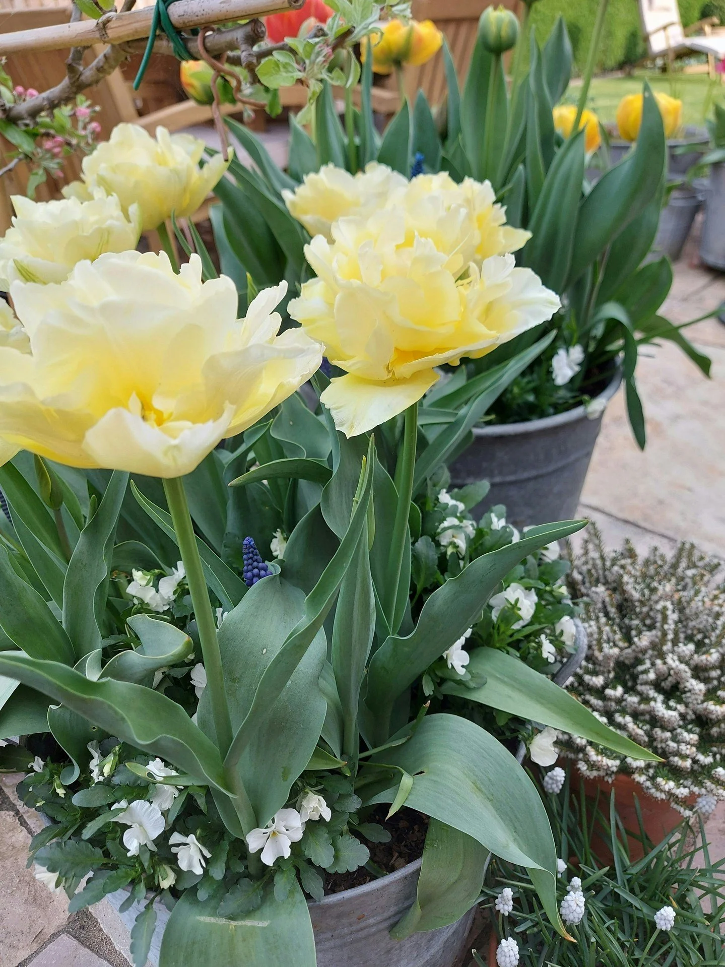 The very ruffly Peony Tulips are in full swing! The display may be brief but they make up for it with sheer exuberance!