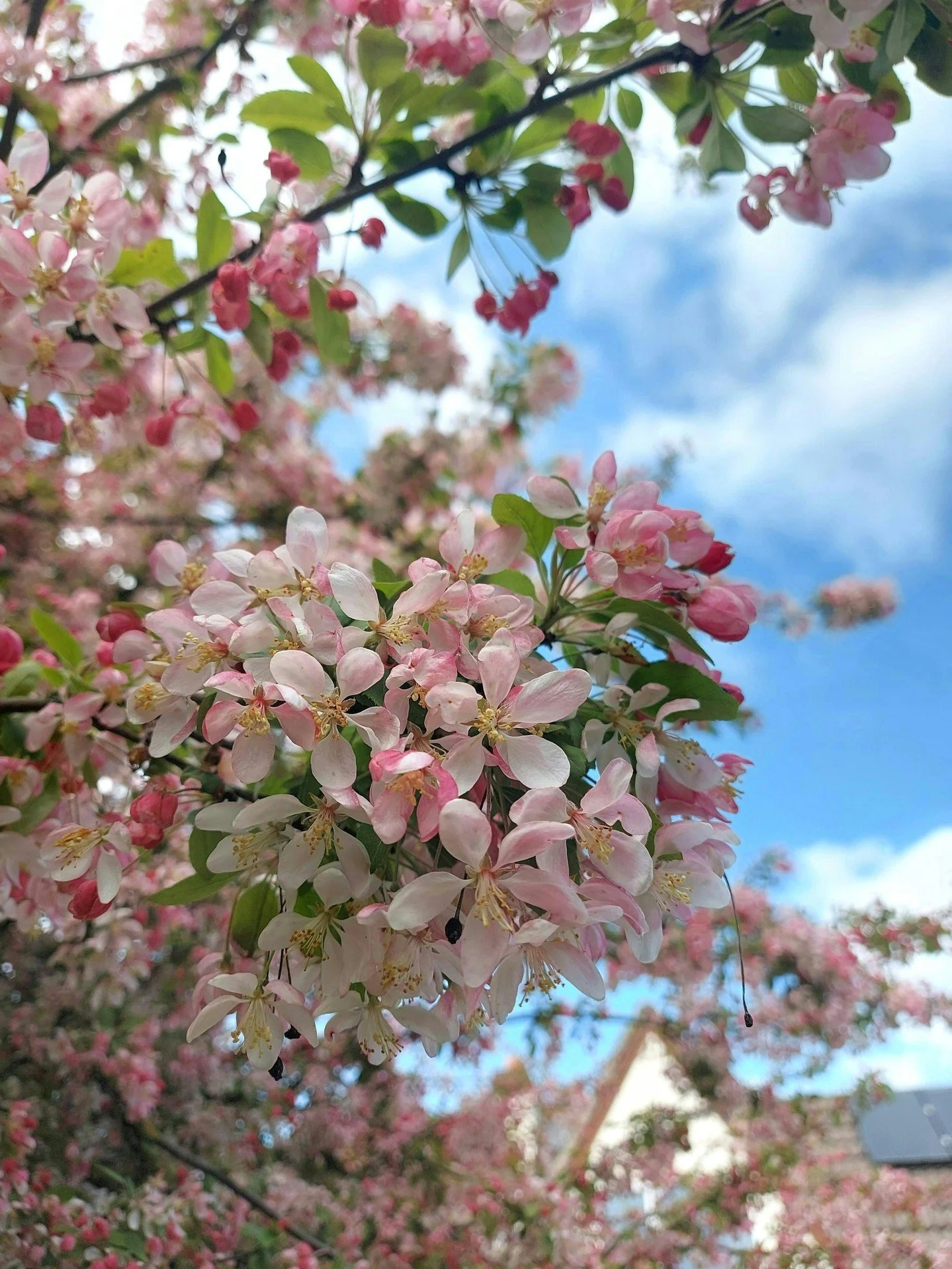 It's Apple Blossom time! One of the best spring sights, the sheer froth of it all lifts the spirits!