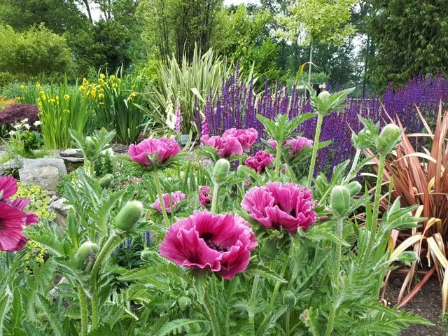 It won't be long before the borders are bursting with early summer colour and drama! At one of our country garden projects, the generous planting beds allow for mass planting of bold floral and foliage plants for real impact.