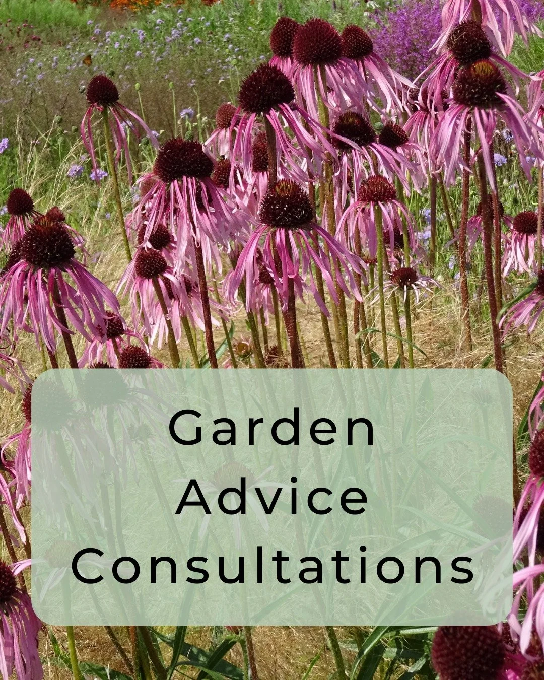 Need Expert Garden Advice? We can help! Ideal for those simply looking for input and advice from an expert, without the cost of full design plans.

Bel can help with ideas for: Improving Layout, Adding Privacy, Creating a Cohesive Space, Solutions fo
