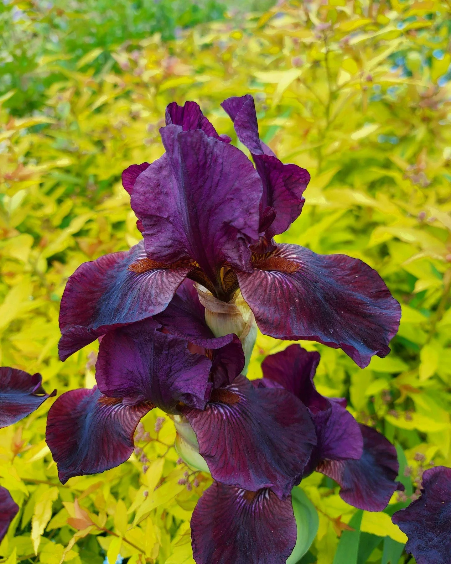 What a beauty! Iris Langport Wren is a favourite as it copes well in a mixed border with some partial shade and is always a reliable flowerer. And what a luscious colour!