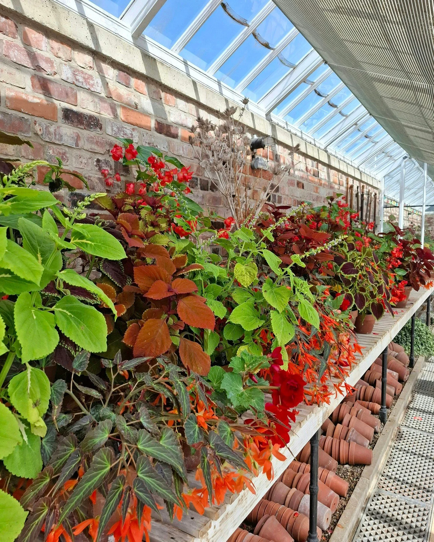 Zing a ling! Wow what a display of vibrant foliage and flowers in the glasshouses at Helmsley Walled Garden! So uplifting!