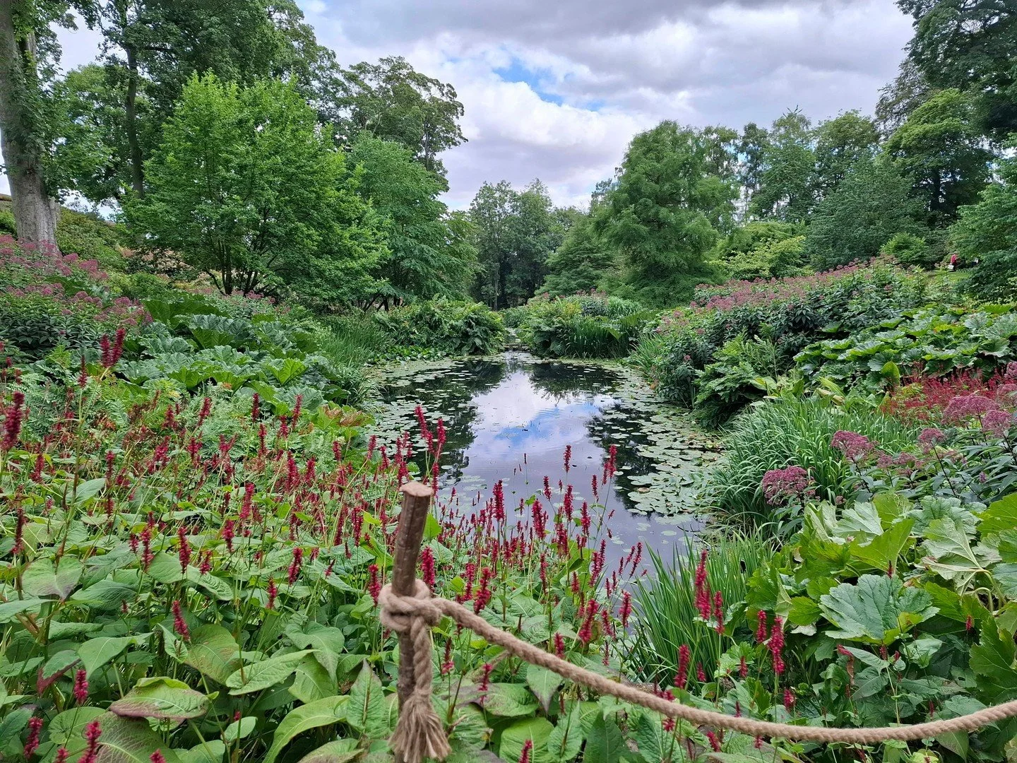 A Valley Garden done so well! The planting which sweeps around the cascading ponds at Mount St John is some of the best I've seen in this setting. Giving such a natural feel whilst providing such drama and immersion within the cool valley.