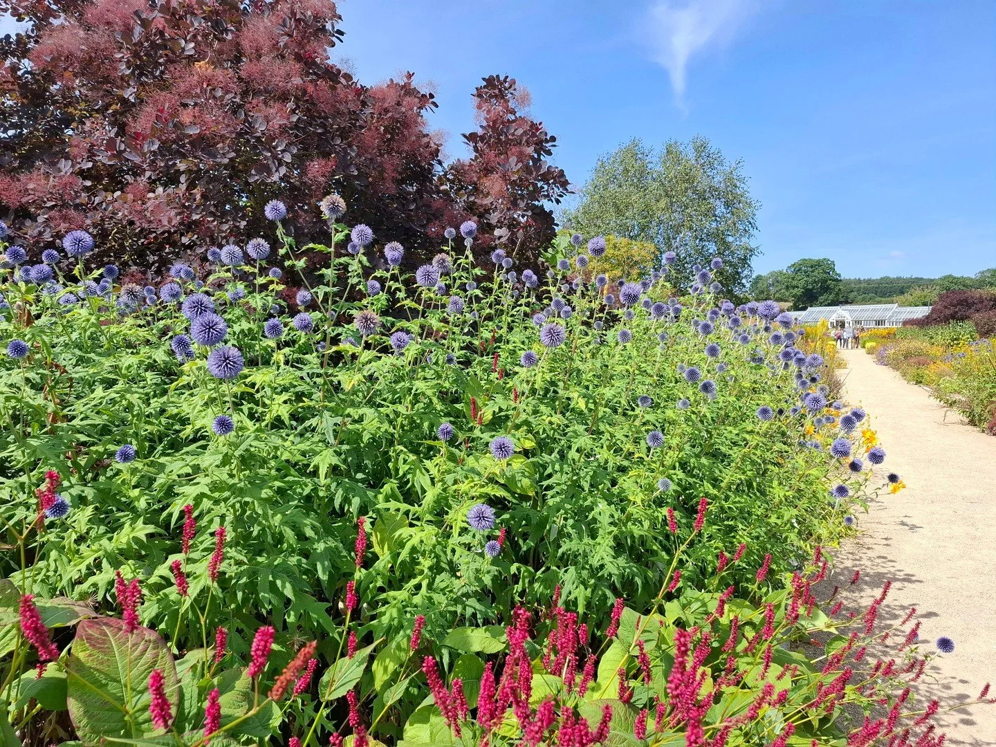 You really can't beat a good herbaceous border! And these are one of my favourites. Backed by purple beach and interplanted with grasses and a few select shrubs, the perennials really sing. 

So good to be back at Helmsley Walled Garden in Yorkshire.