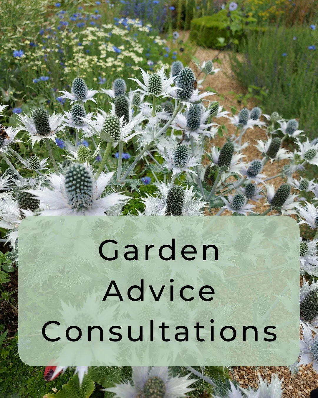 Need Expert Garden Advice? We can help! Ideal for those simply looking for input and advice from an expert, without the cost of full design plans.

Bel can help with ideas for: Improving Layout, Adding Privacy, Creating a Cohesive Space, Solutions fo