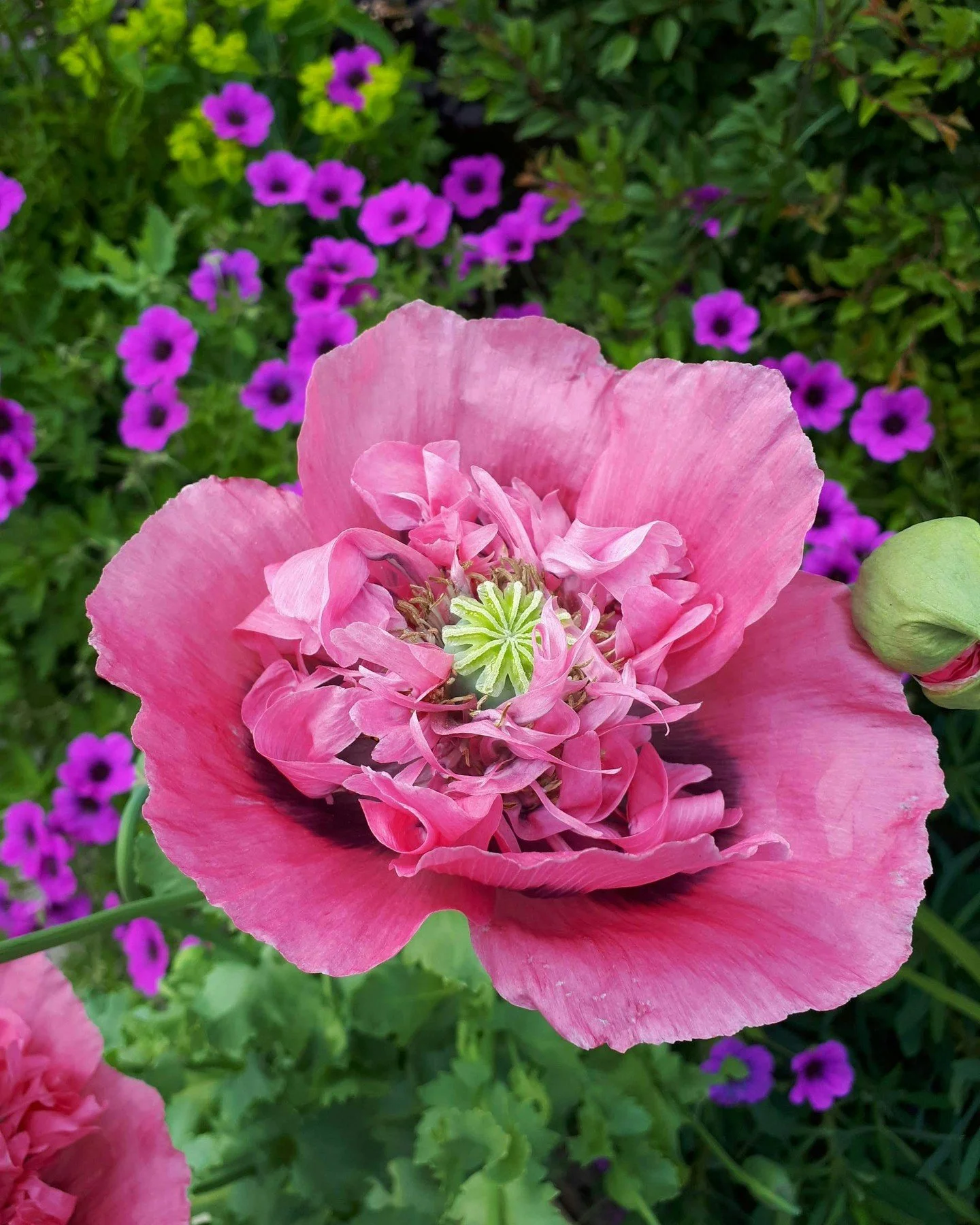 We love Poppies and these Opium / Bread Seed varieties offer a great splash of colour to the borders in June &amp; July. They are annual and grow best where soil has been disturbed, popping randomly through borders. The bees love them too and can oft