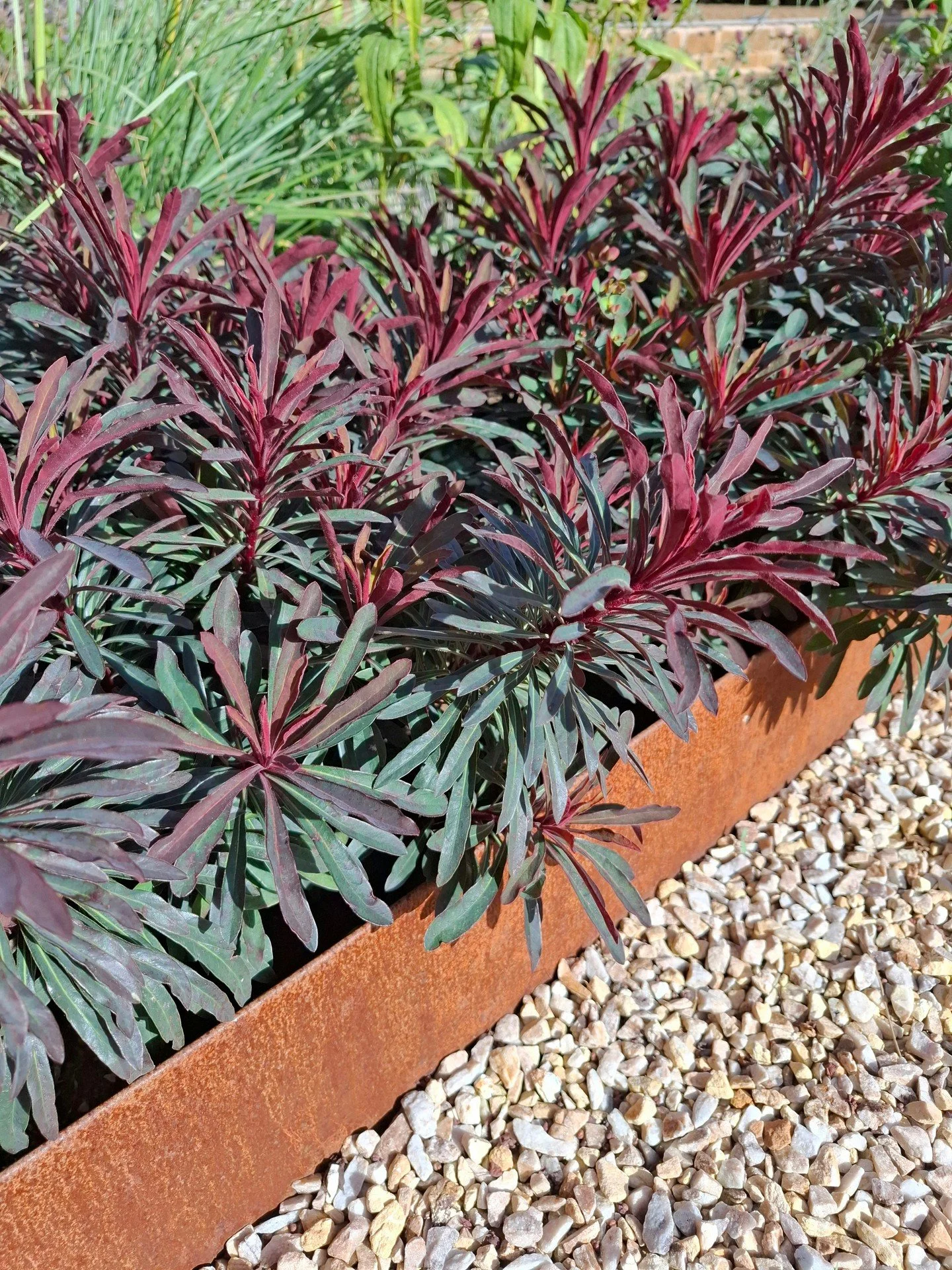 Some of our favourite plants for long term interest, which team well with Cor-ten Steel, porcelain paving and iron stone walling, for a contemporary feel.