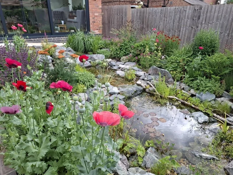 Wildlife Pond at Bel Grierson Garden Design