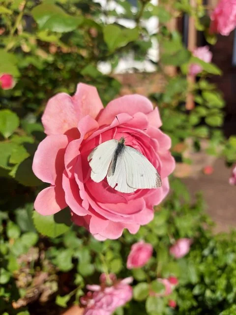 Butterfly on Rose