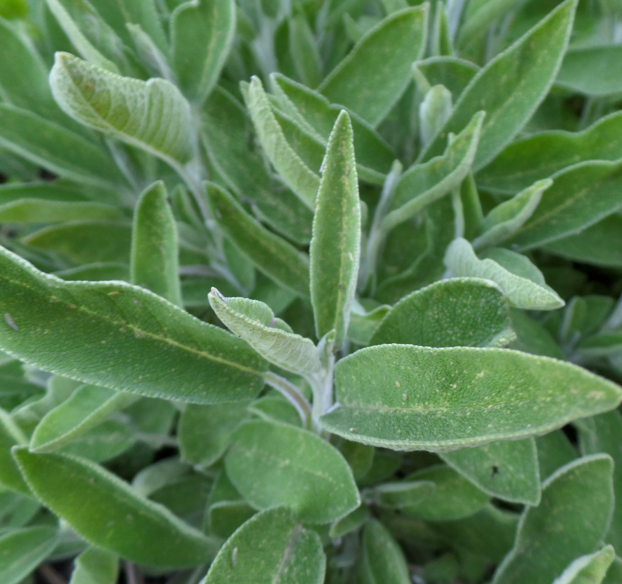 Sage