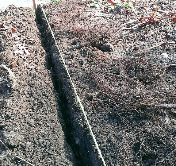 Bare-root Beech Hedging planting