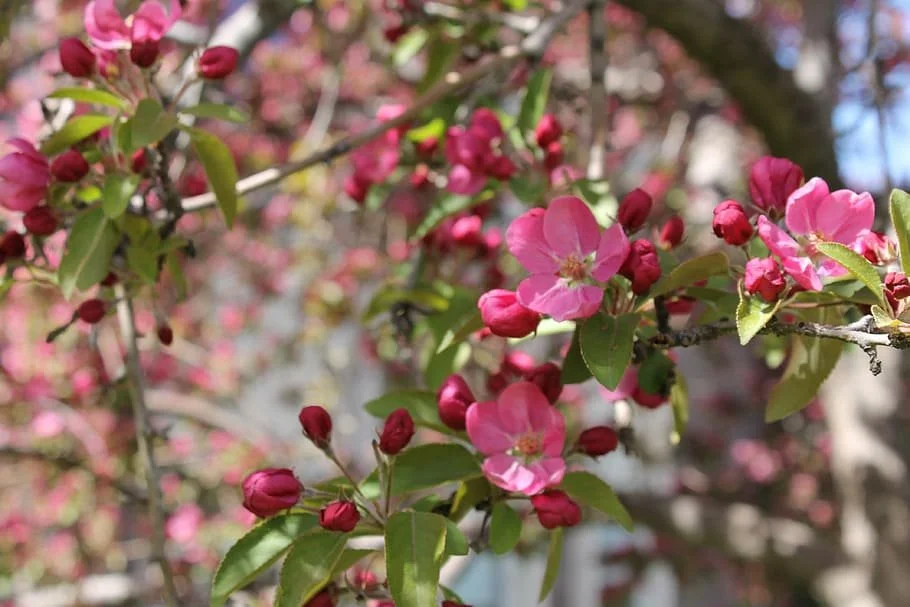 crabapple