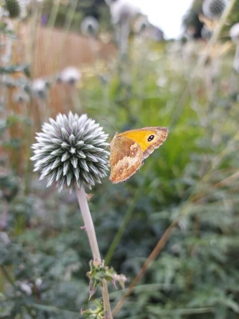 Butterfly on Echinops