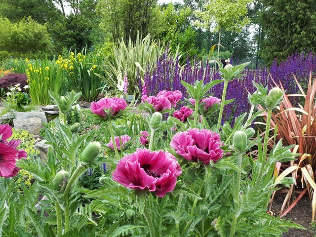 Country Garden Planting Design - Rothley, Loughborough