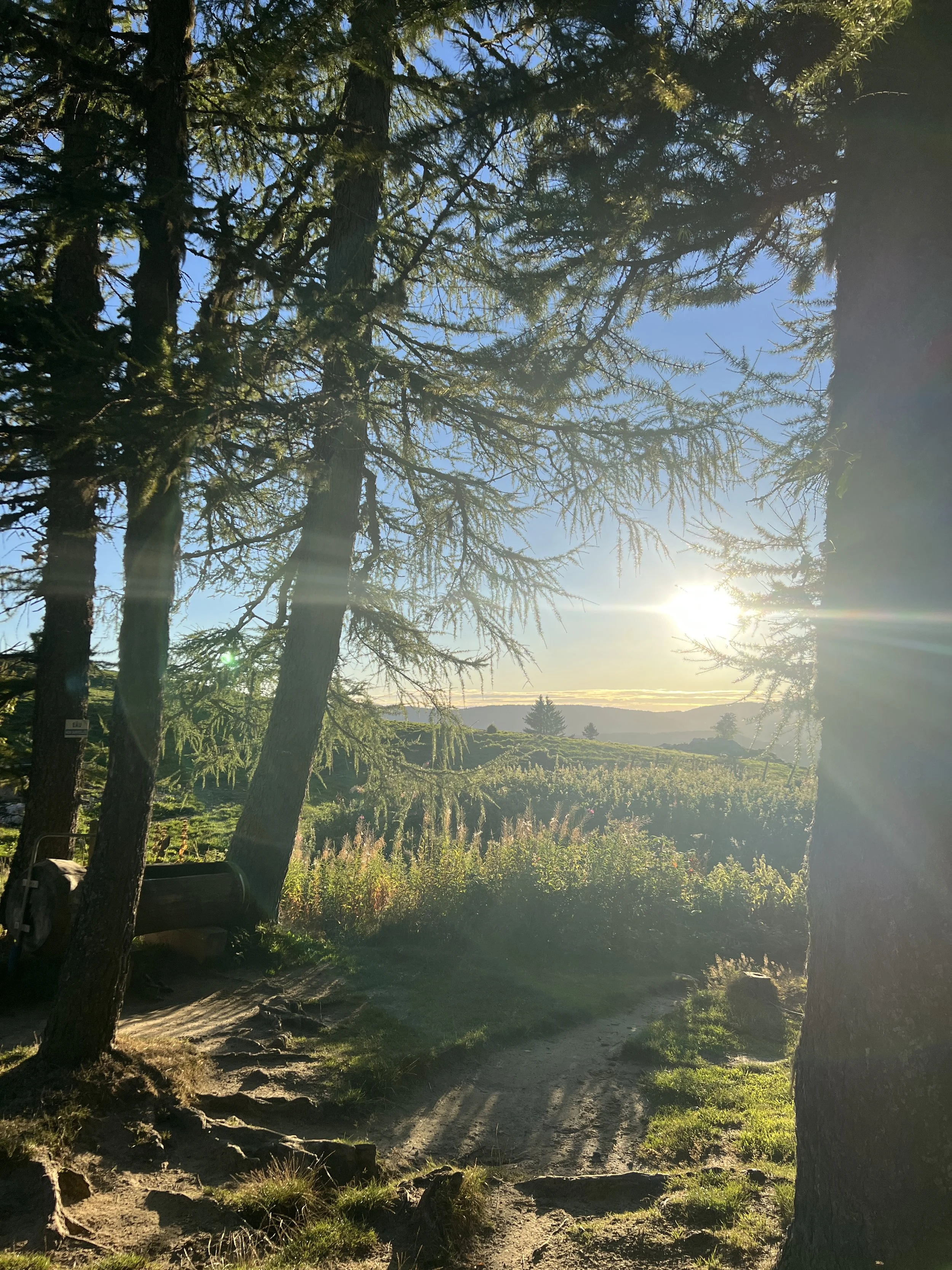 Paysage de forêt avec des arbres, une route en terre, un ciel bleu et le soleil brillant, créant des rayons lumineux dans l'air.