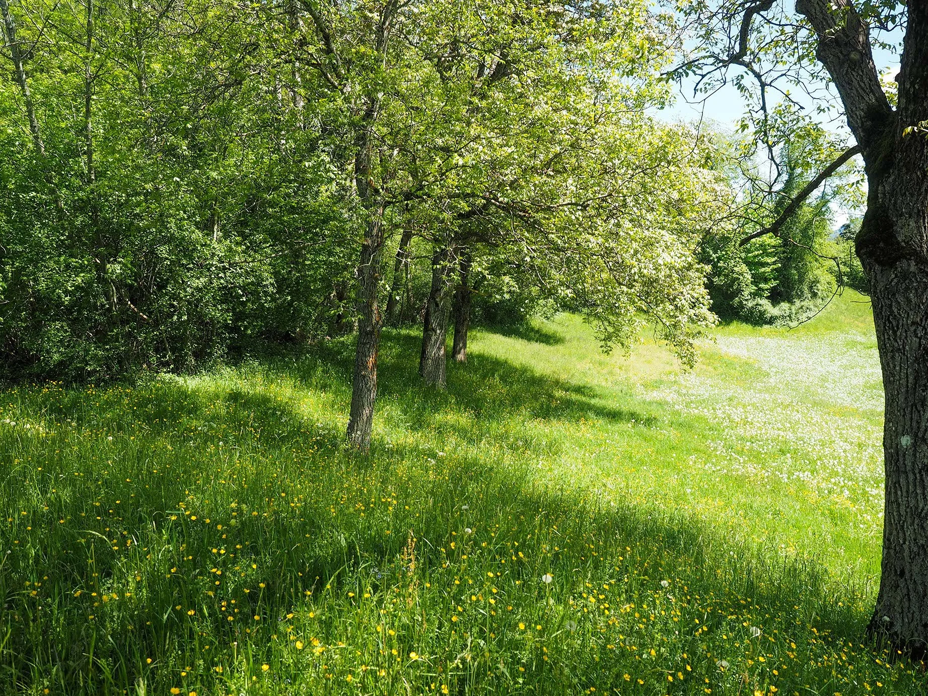 Grüner Wald mit Sonnenlicht, Bäume und blühendes Gras