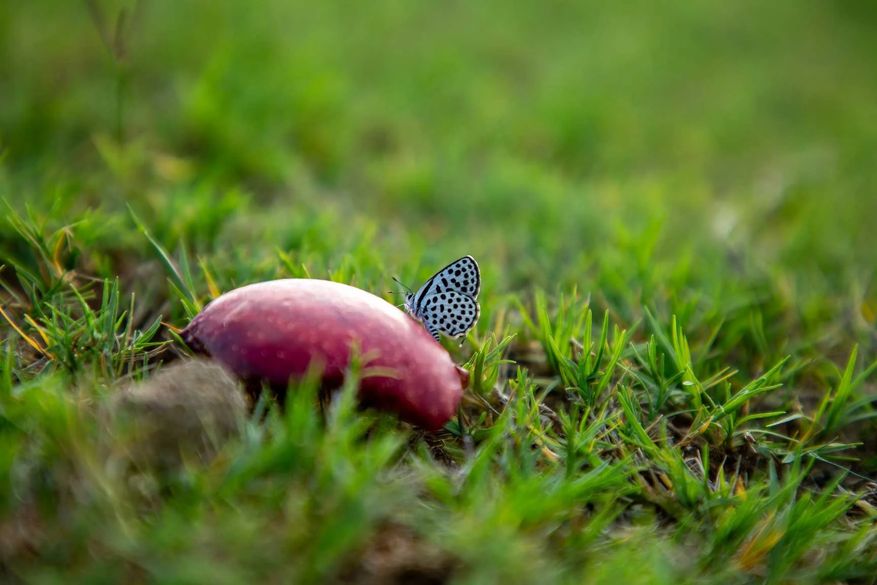 Kleiner blauer Schmetterling auf einer roten Pilz im Gras