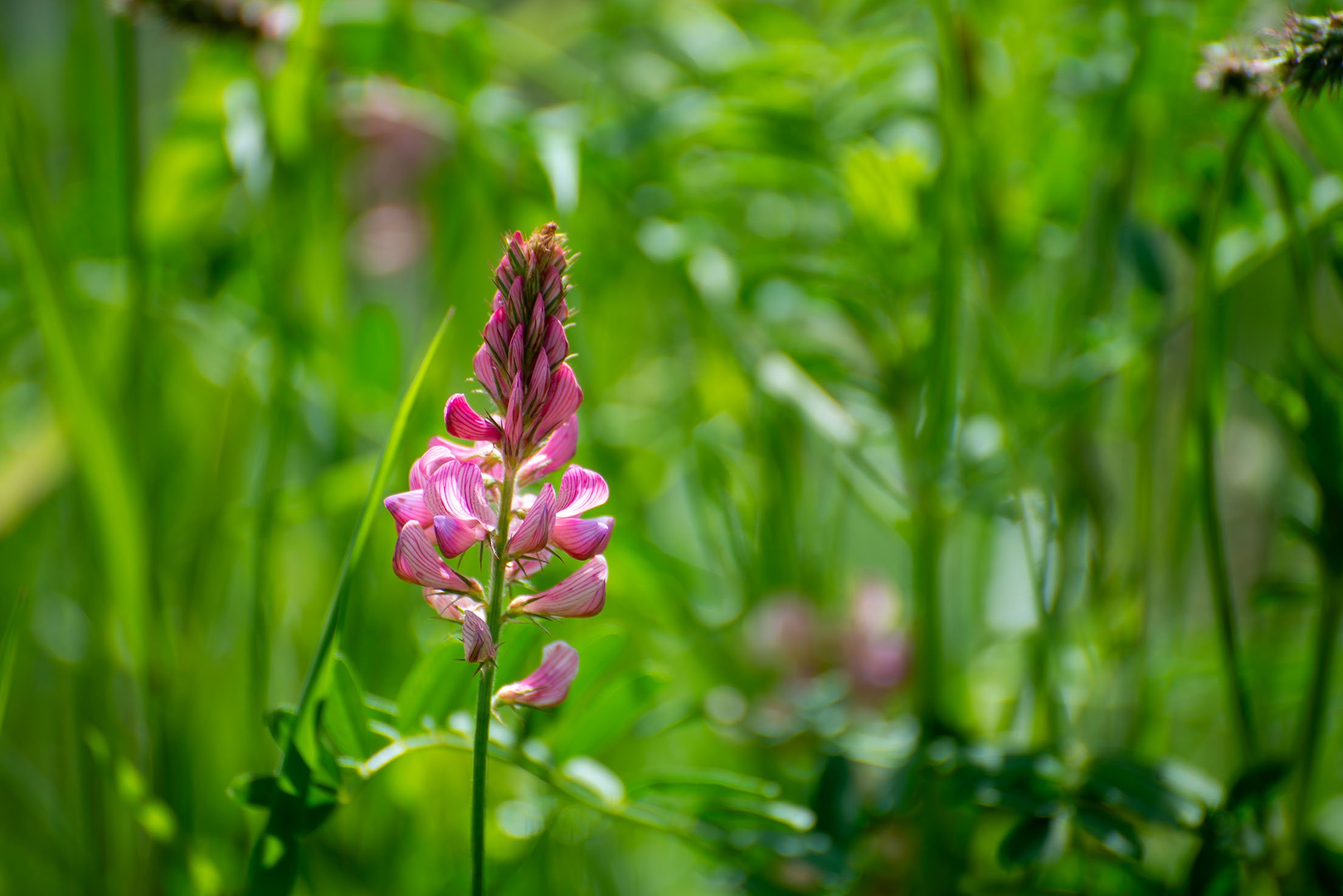 Eine pinkfarbene Blume mit schmalen Blütenblättern steht inmitten von grünem Gras und Pflanzengrün im Hintergrund.