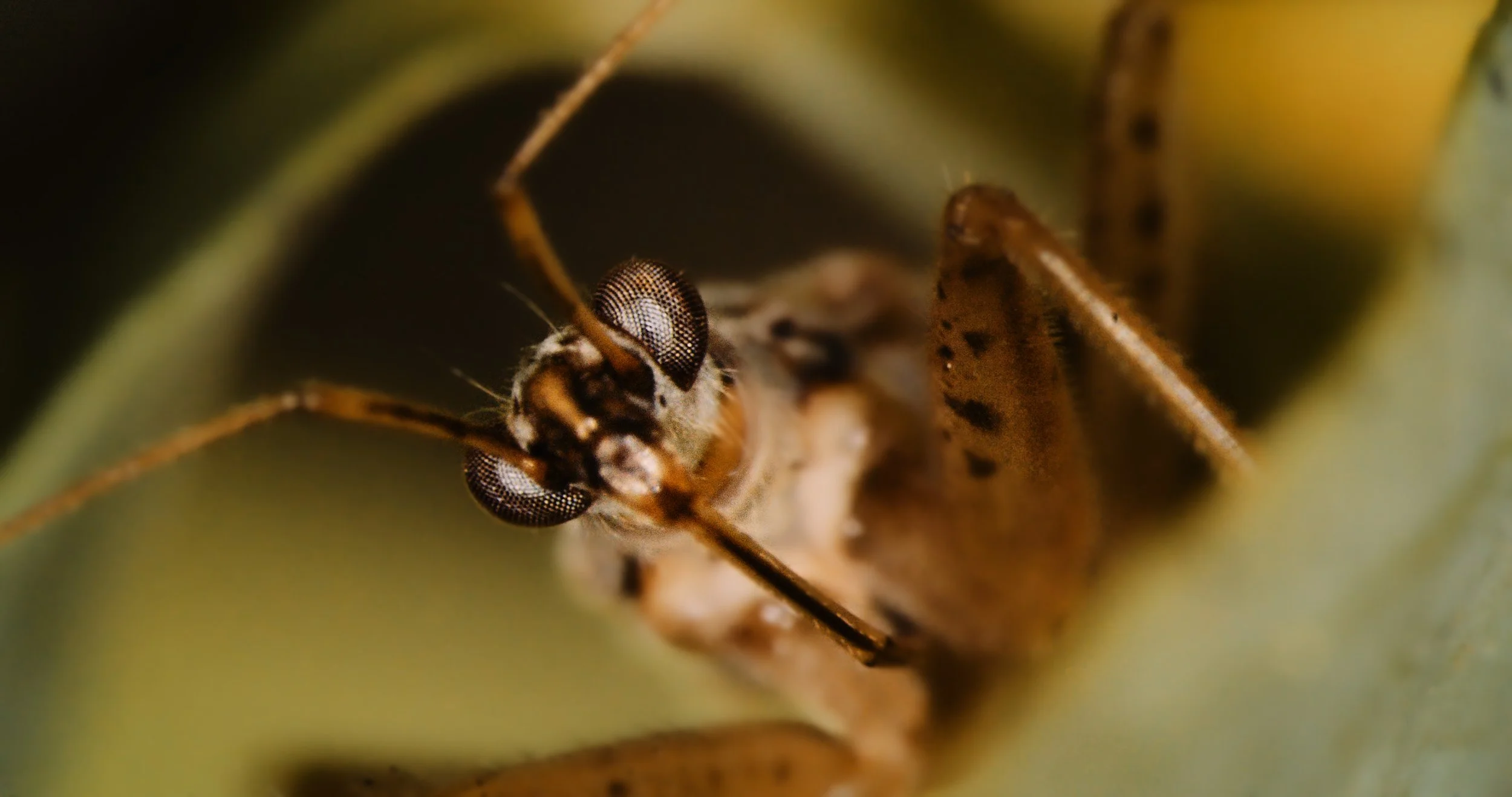 Makroaufnahme eines Insekts, Fokus auf den Kopf mit großen, detaillierten Facettenaugen.