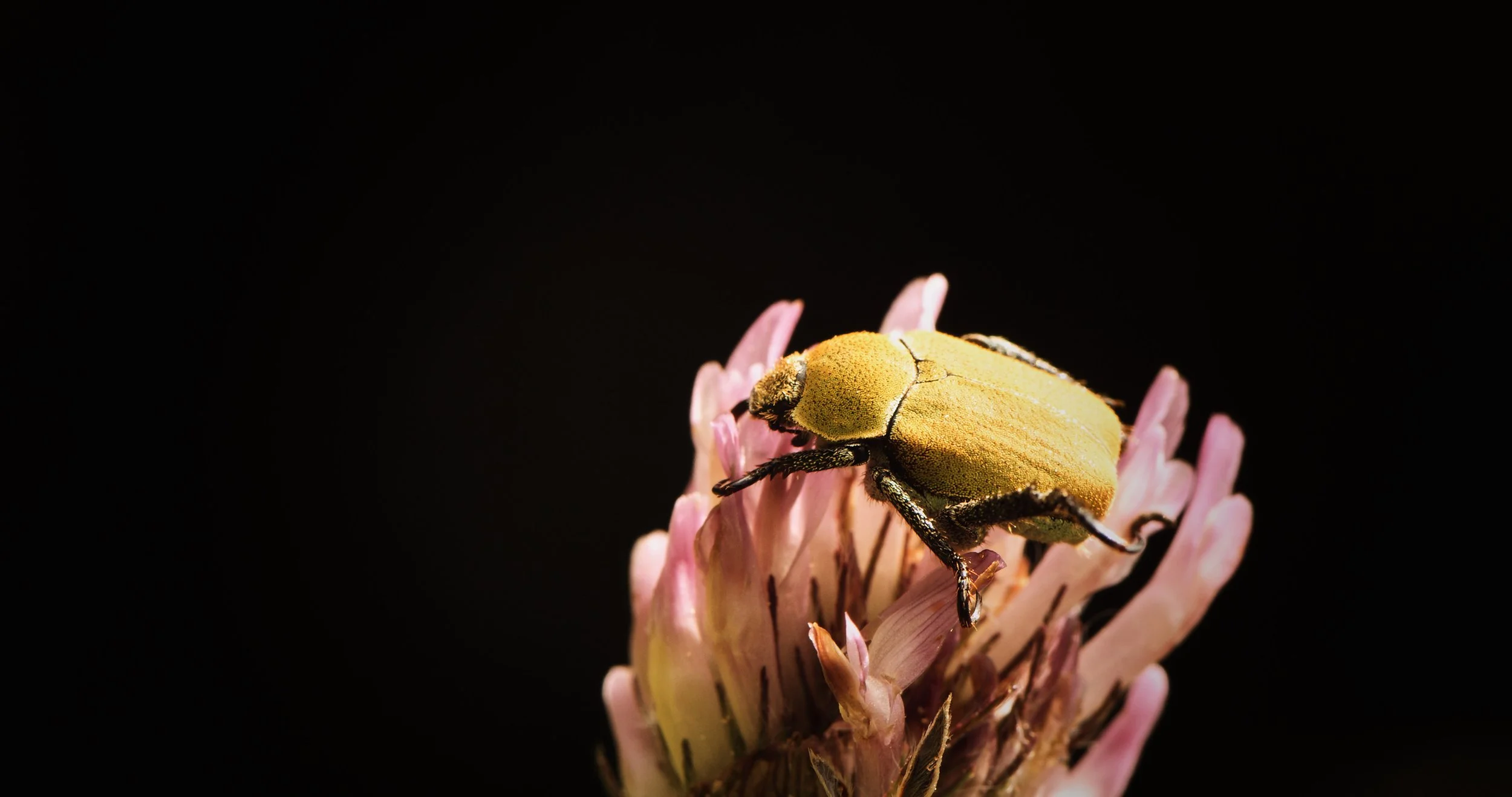 Nahaufnahme eines gelben Käfers auf einer pinkfarbenen Blüte vor schwarzem Hintergrund.