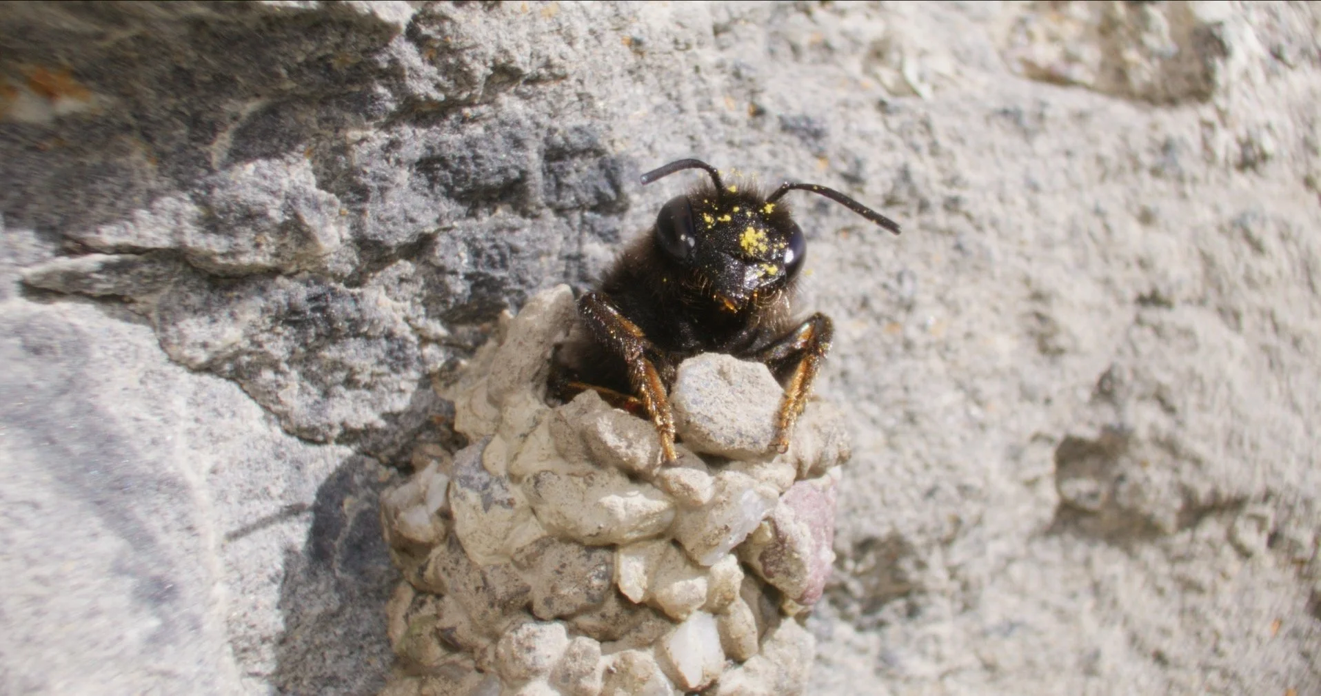 Eine schwarze Biene sitzt auf einem kleinen hellen Felsen an einer Mauer aus unregelmäßigen Steinen.