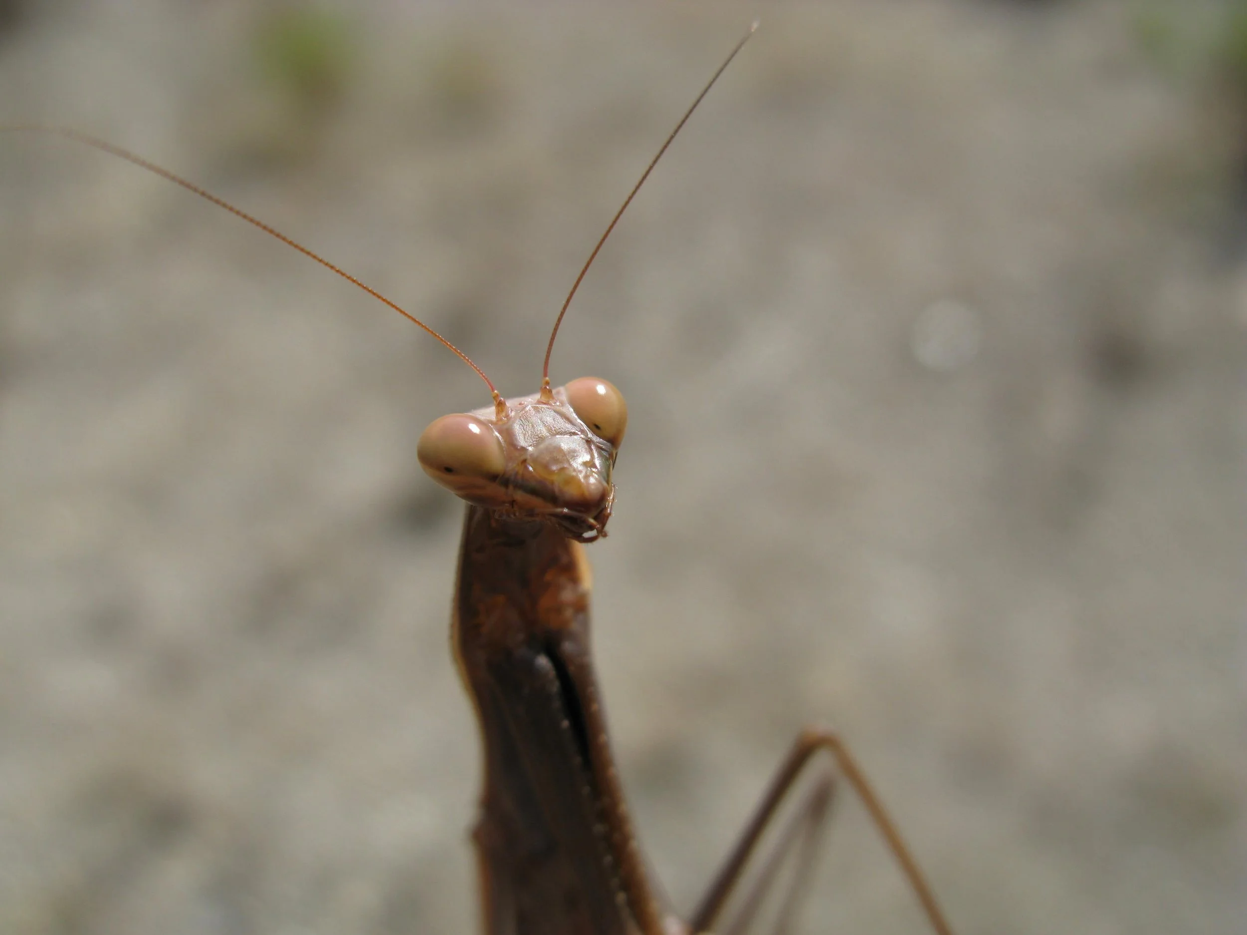 Nahaufnahme eines chemischen Insektenkopfs mit großen, runden Augen und langen Antennen.