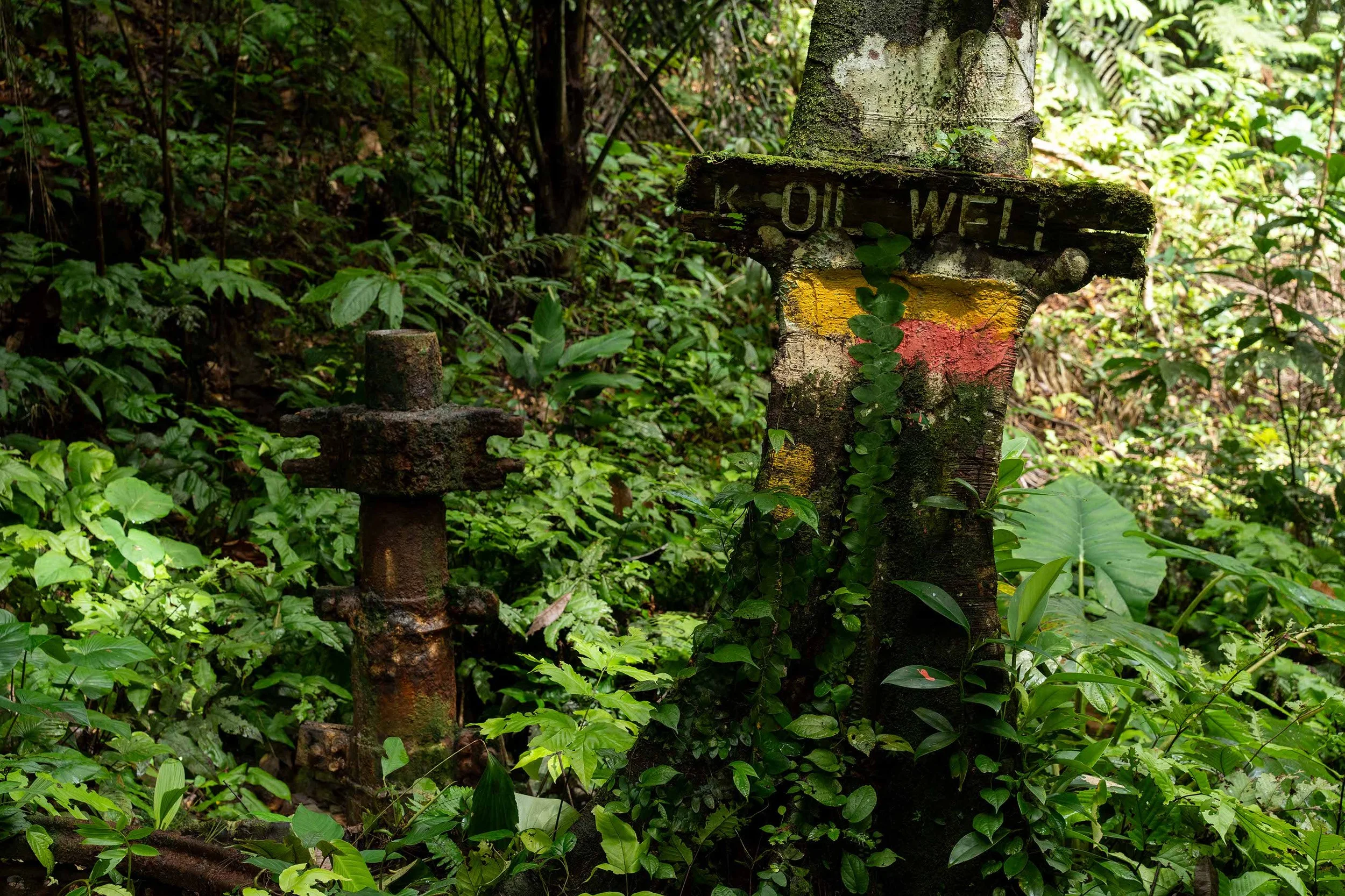 Grüner Dschungel mit alten, moosbedeckten Schild und rostigen Metallpfosten, umgeben von üppigem, dichtem Pflanzenwuchs.