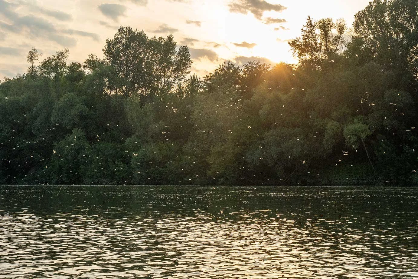 Sonnenuntergang über einem Fluss mit Bäumen am Ufer und einer Vielzahl von fliegenden Insekten.