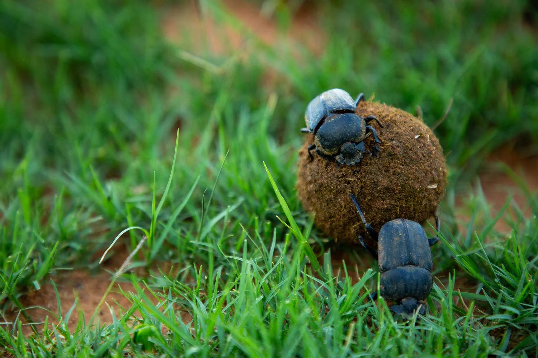 Eine schwarze Käferart mit robustem Körper, die auf einem braunen, erdigen Kothaufen sitzt, umgeben von grünem Gras.