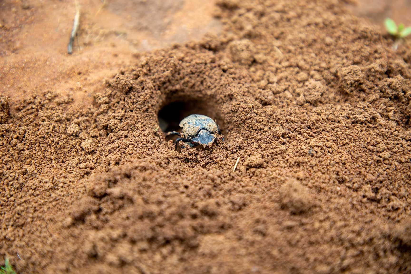 Kleiner Käfer, der aus einem Loch im Boden kriecht, umgeben von brauner Erde.