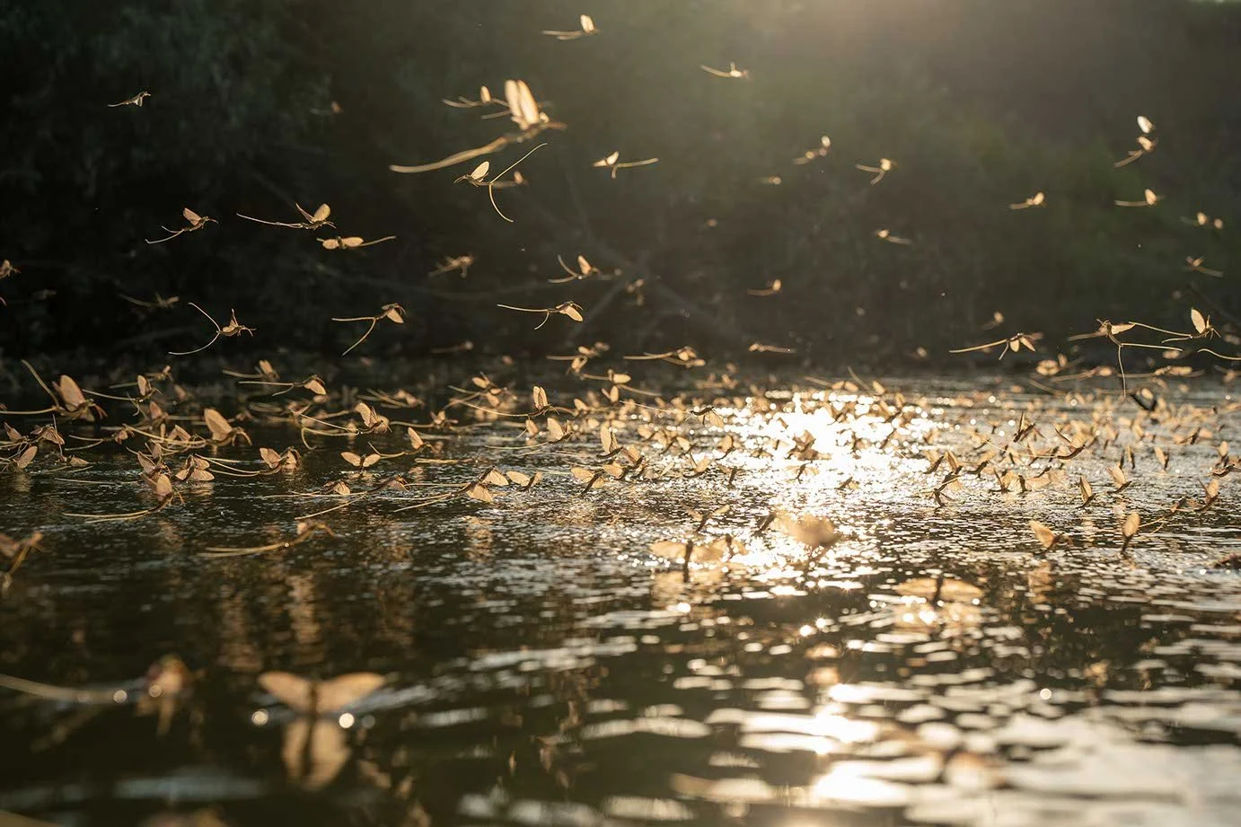 Schmetterlinge fliegen über eine Wasseroberfläche bei Sonnenaufgang oder Sonnenuntergang.
