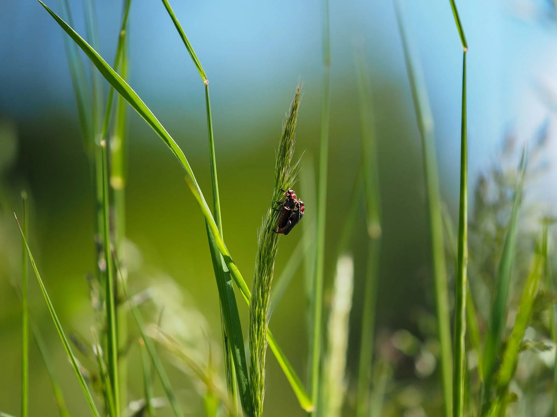 Nahaufnahme von Grashalmen mit einem kleinen Käfer an einer Spitze, vor unauffälligem Wasserhintergrund.